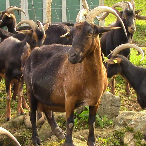 Caprino