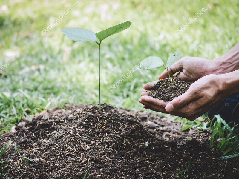 Forestal